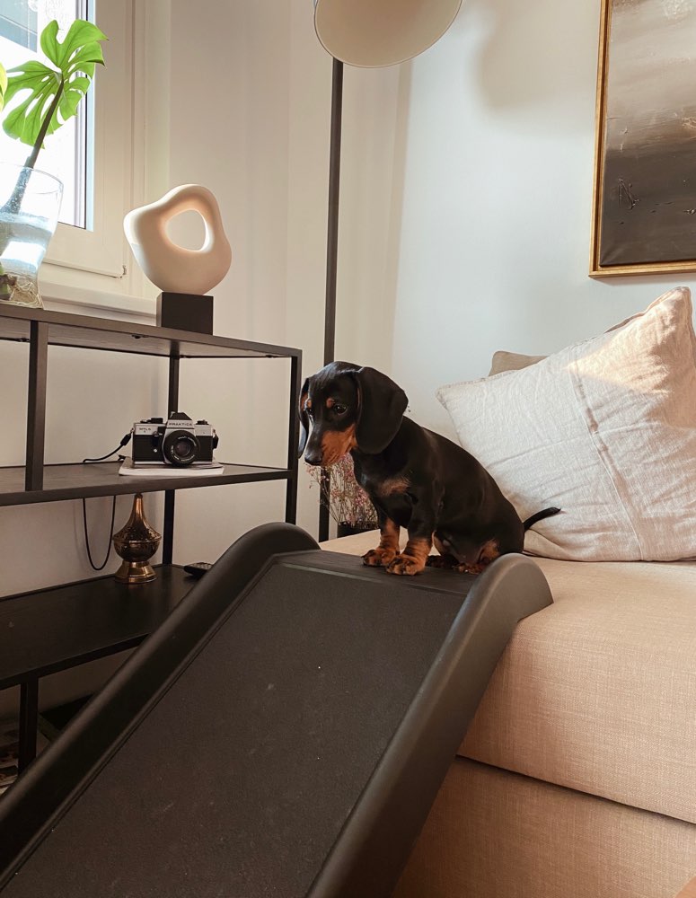 Hundetreffen-Welpenspieldate Hanielpark-Profilbild