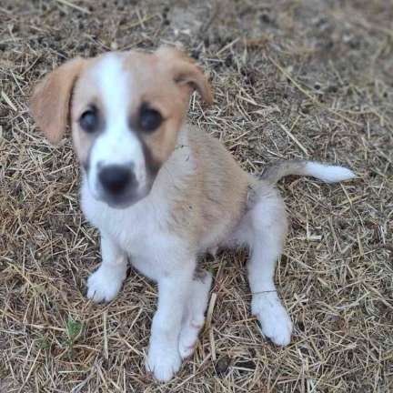 Hundetreffen-Spielpartner in Graz, Raum Mariatrost gesucht-Profilbild
