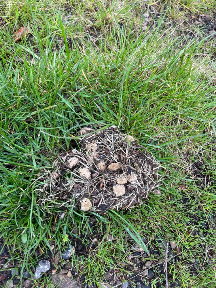 Giftköder-Möglicher Giftköder-Profilbild