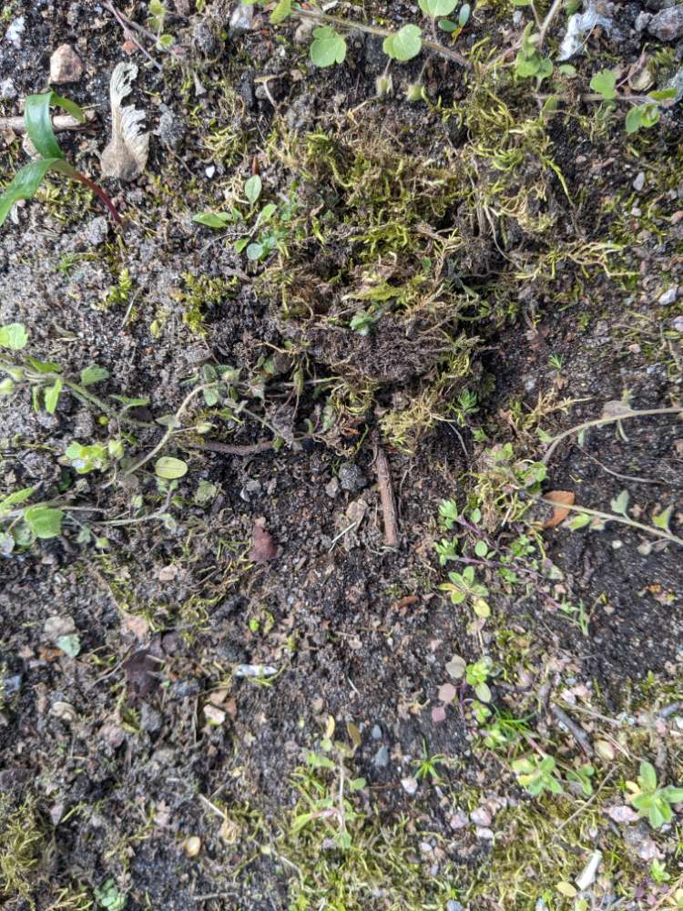 Giftköder-Leckerlies unter Sand/Gras versteckt-Profilbild