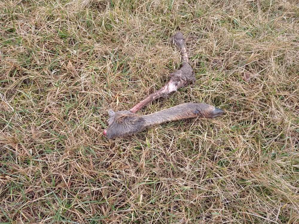 Giftköder-Rehbein-Profilbild