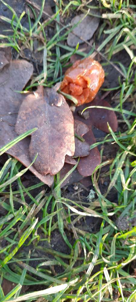 Giftköder-evtl. Giftköder-Profilbild