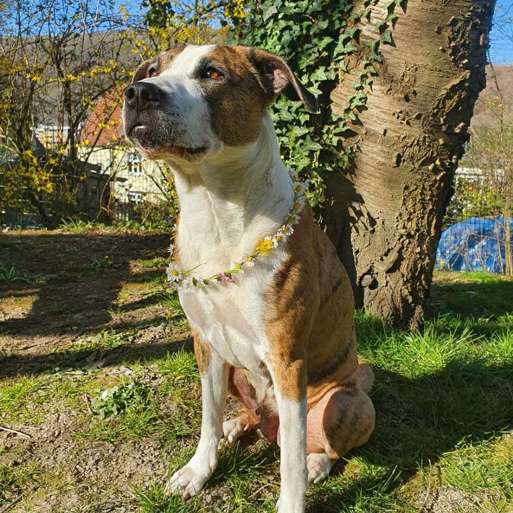Hundetreffen-Training: Hundebegegnung-Profilbild