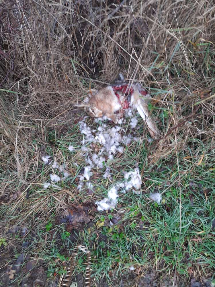 Giftköder-Achtung! Toter Hase!!!!-Profilbild