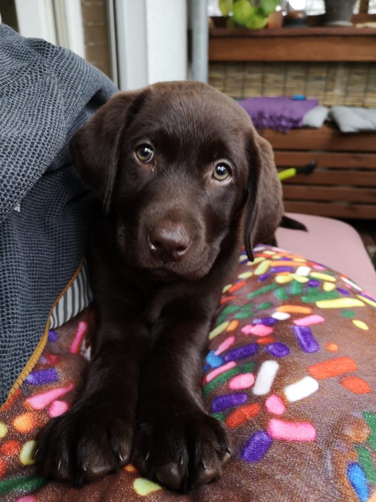 Hundetreffen-Welpentreffen zur Sozialisierung-Profilbild