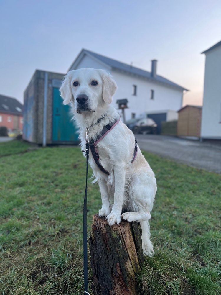 Hundetreffen-Trainingspartner für ruhige Spaziergänge und Training gesucht-Profilbild
