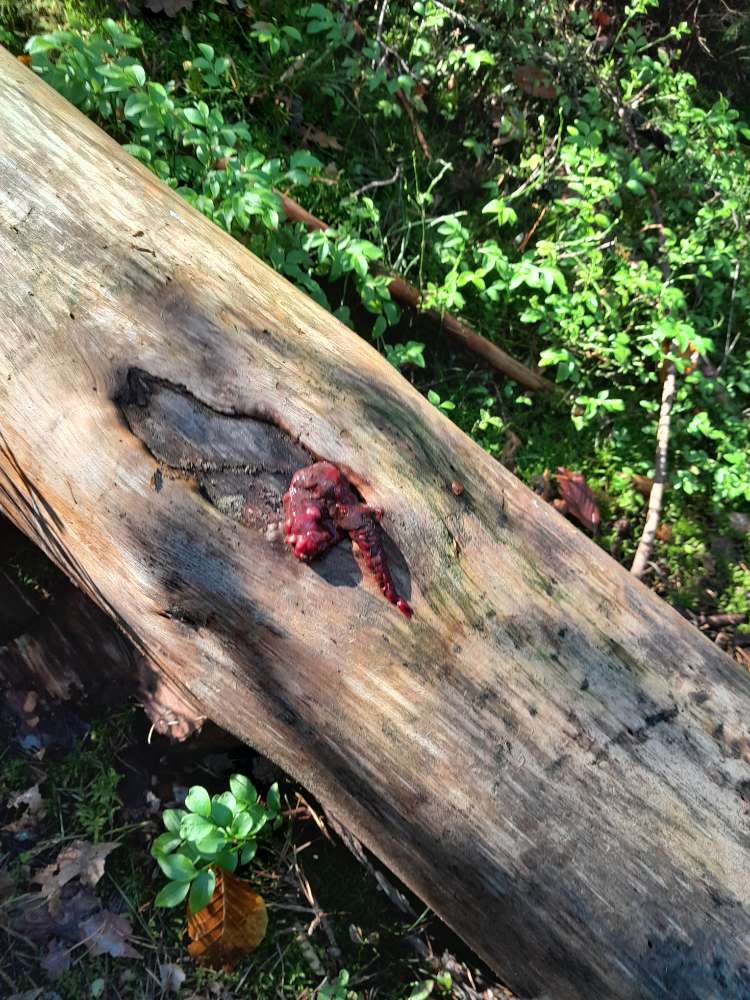 Giftköder-Warnung im Fürther Stadtwald-Profilbild