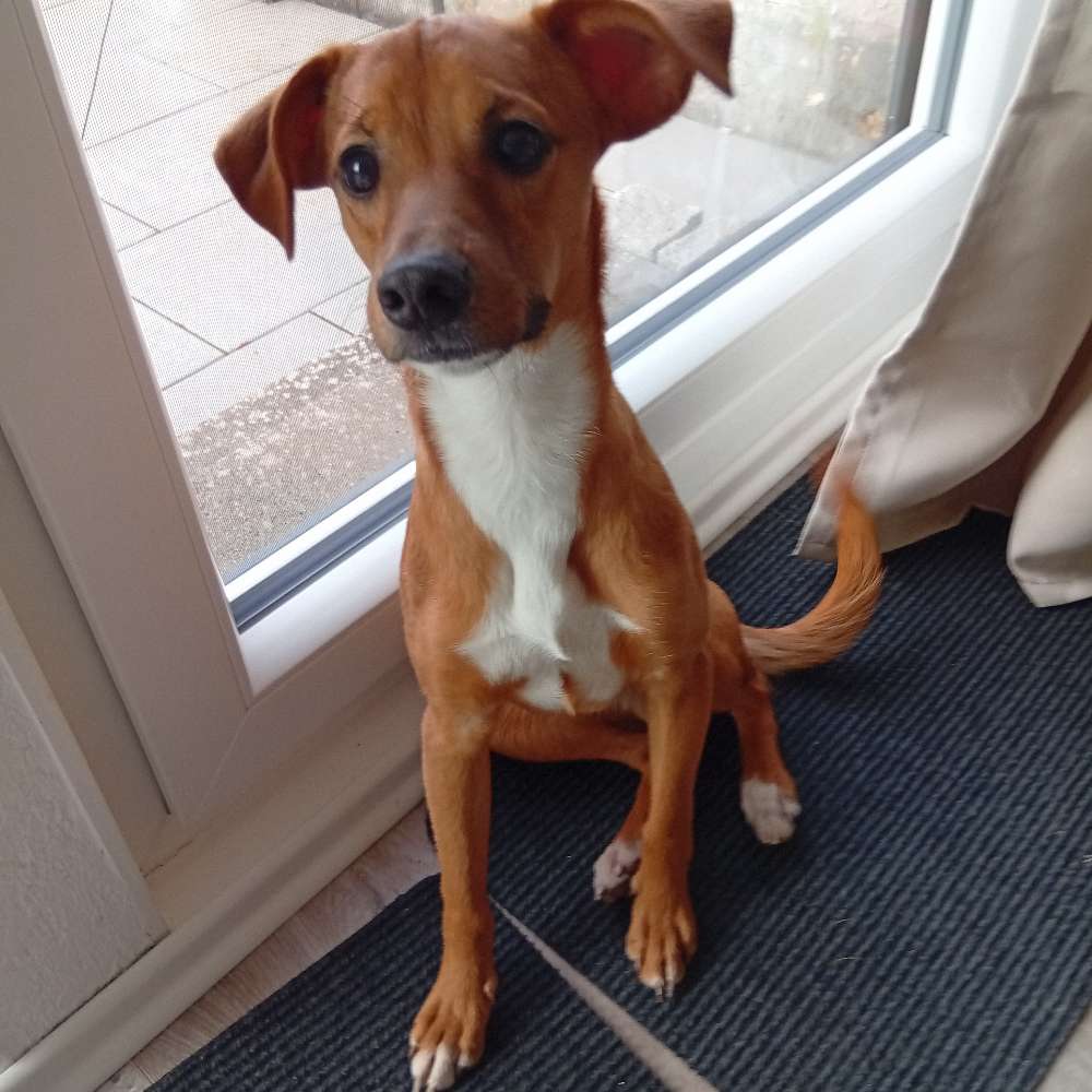 Hundetreffen-Spieletreffen, Spaziergänge-Profilbild