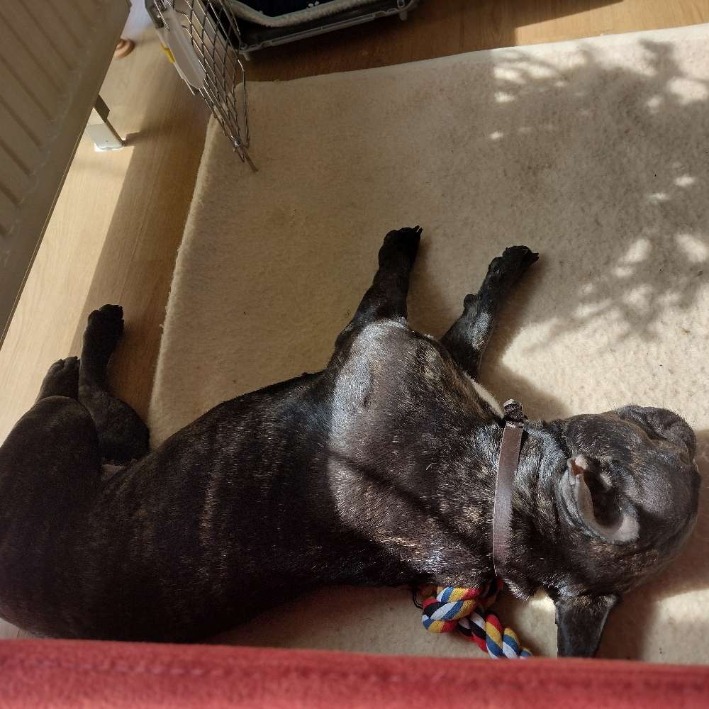 Hundetreffen-Training/Gassi/ spielen-Profilbild