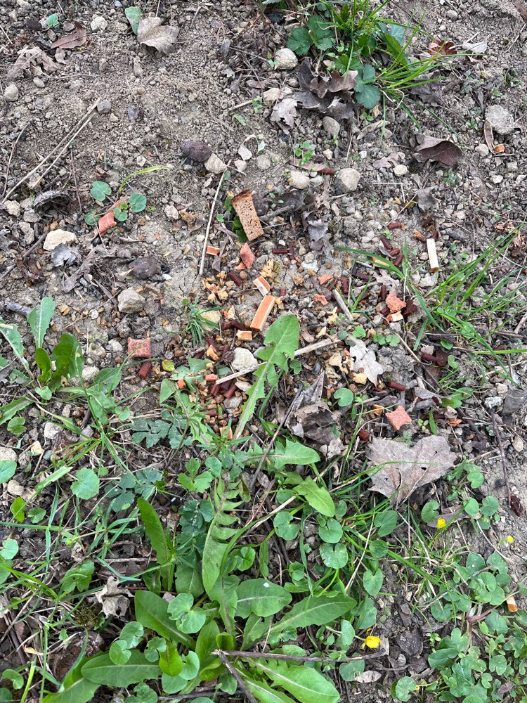 Giftköder-Möglicherweise Giftköder-Profilbild