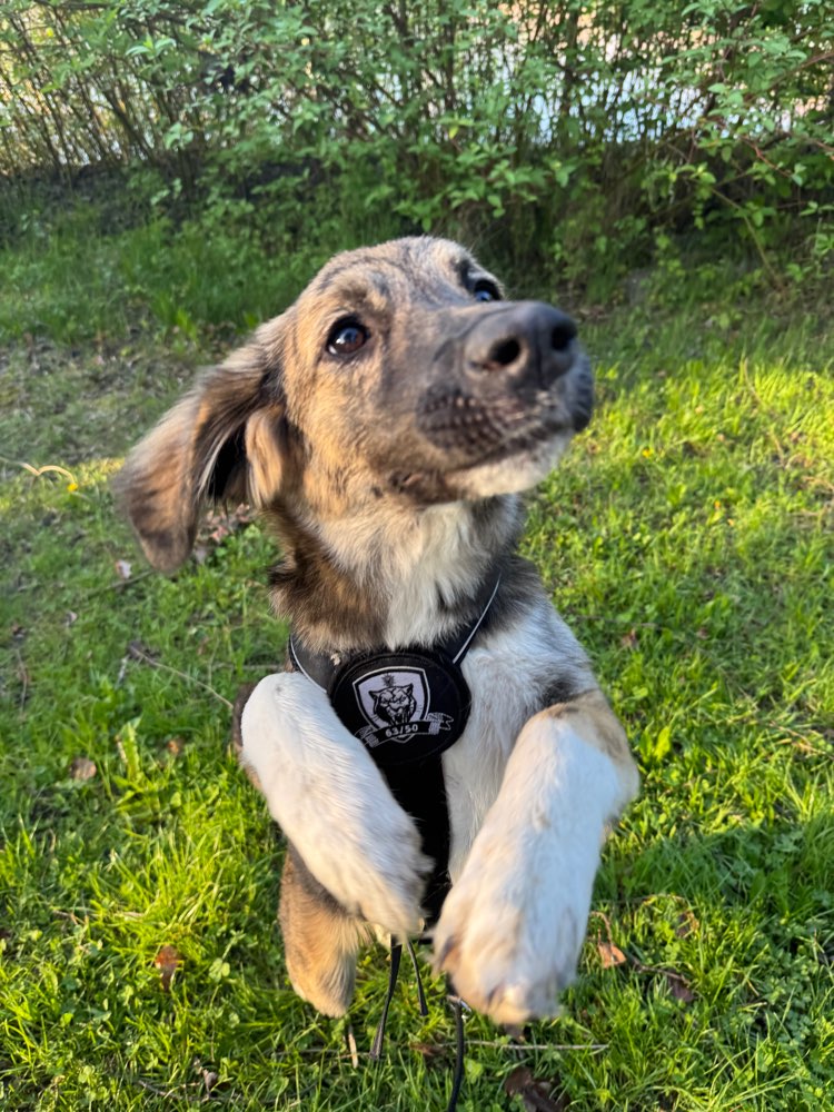 Hundetreffen-Gassi Runden 🐾-Profilbild