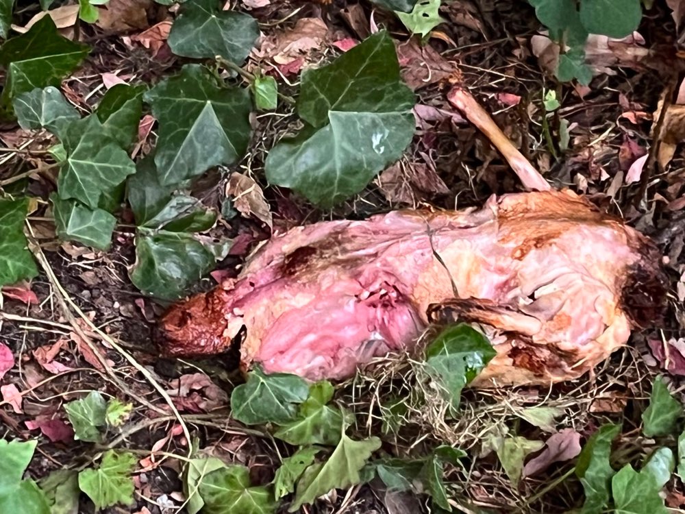 Giftköder-Fleisch mit Infozettel-Profilbild