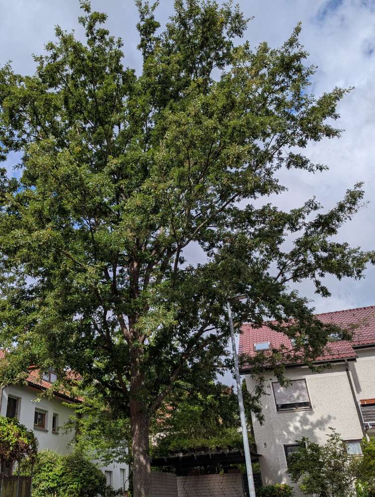 Giftköder-Eichenprozessionsspinner Nest-Profilbild