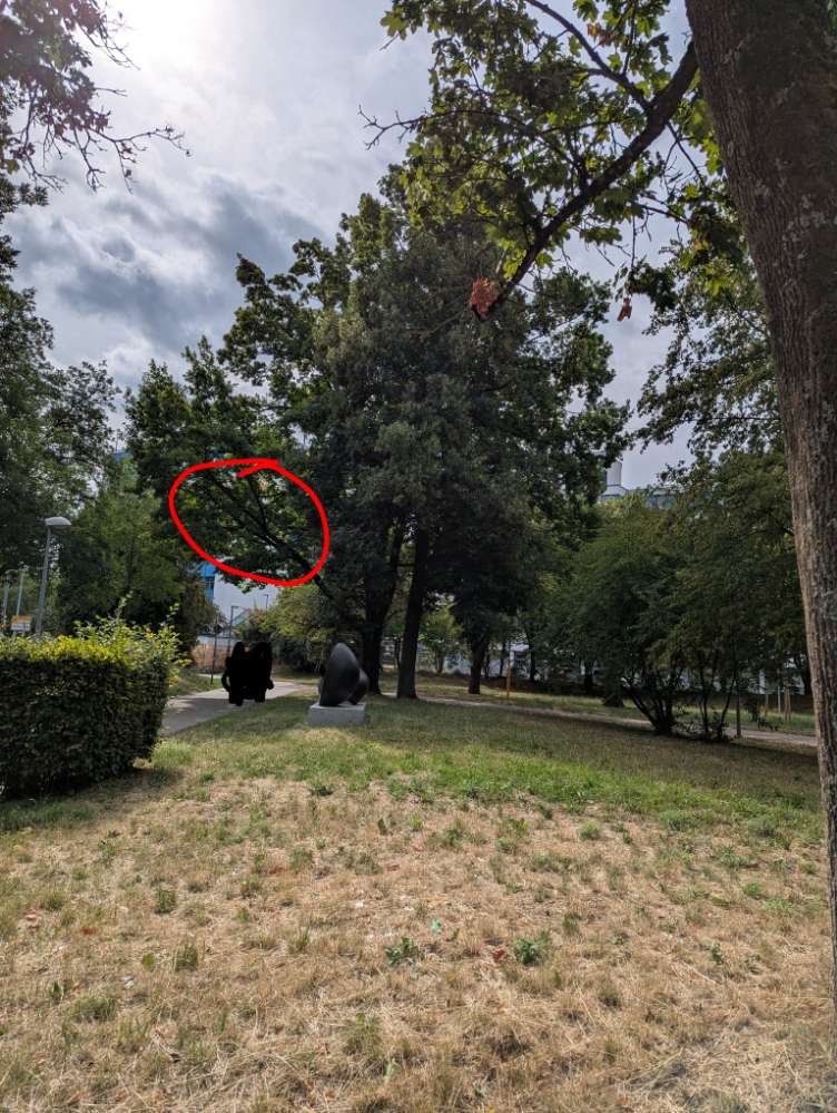 Giftköder-Eichenprozessionsspinner Nest-Profilbild
