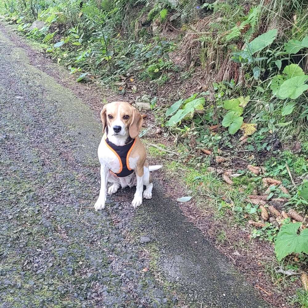 Hundetreffen-Gassirunde und Spieltreffen-Profilbild