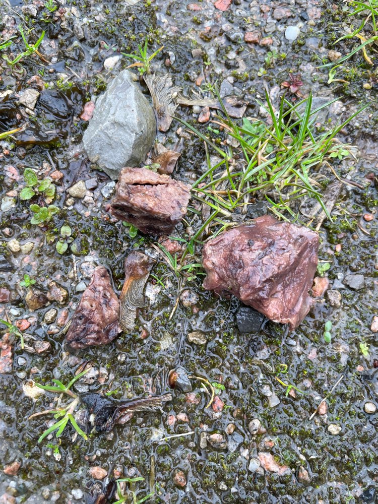 Giftköder-Fleischstücke auf dem Boden-Profilbild