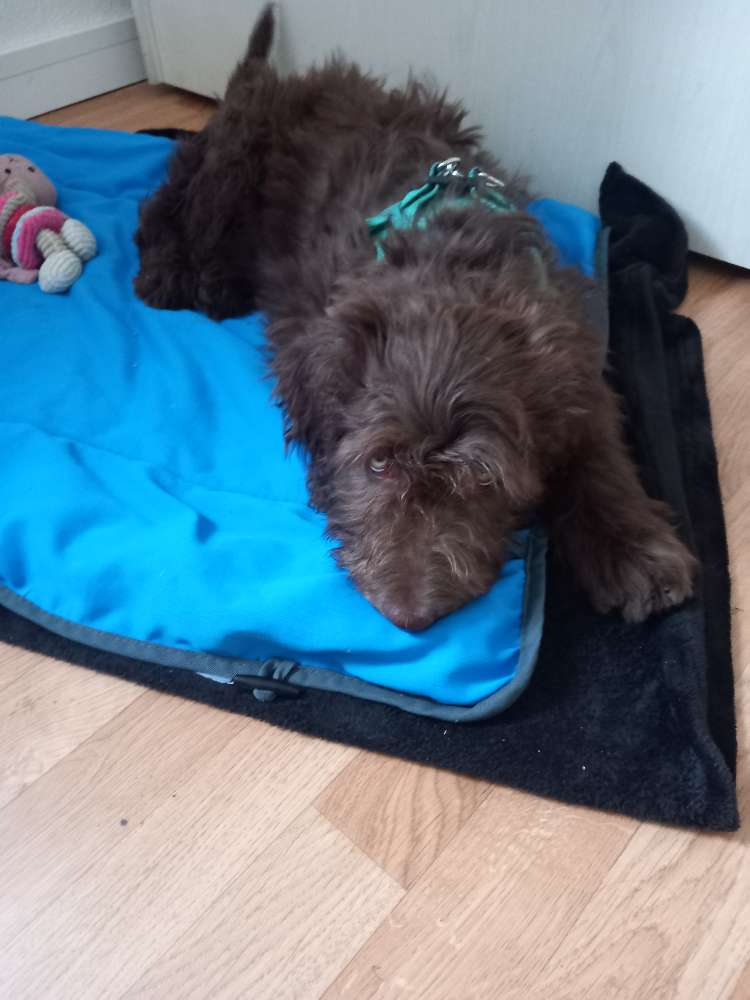 Hundetreffen-Goldendoodle treffen und zum Toben-Profilbild