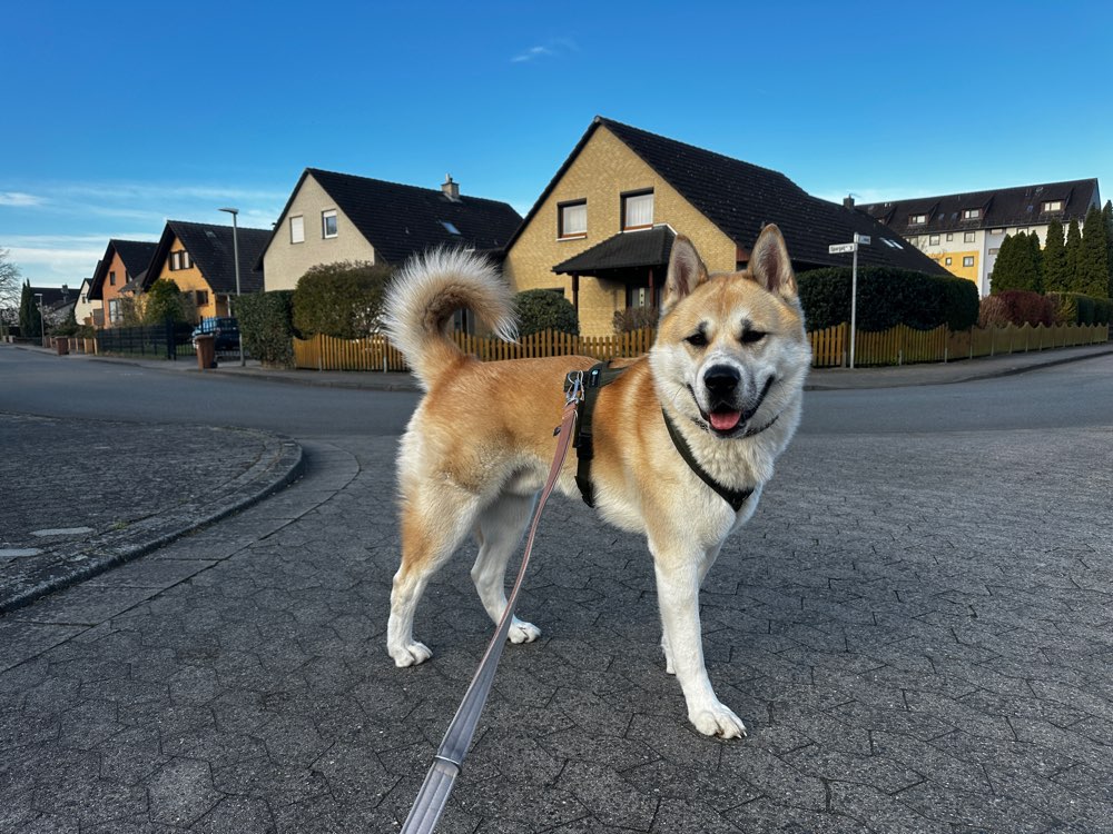 Hundetreffen-Suche Spielfreunde-Profilbild