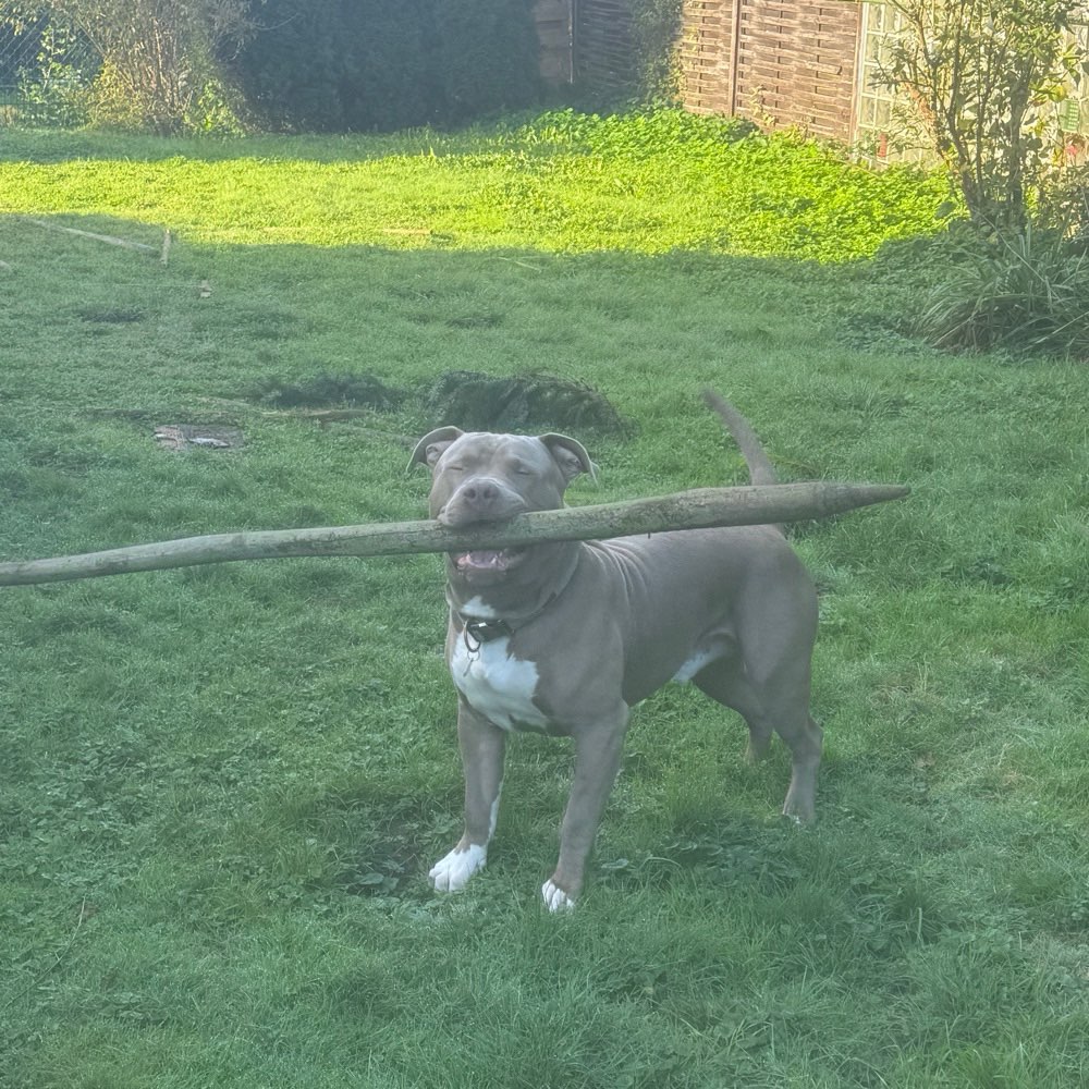 Hundetreffen-Spazier und Spieltreffen😊-Profilbild