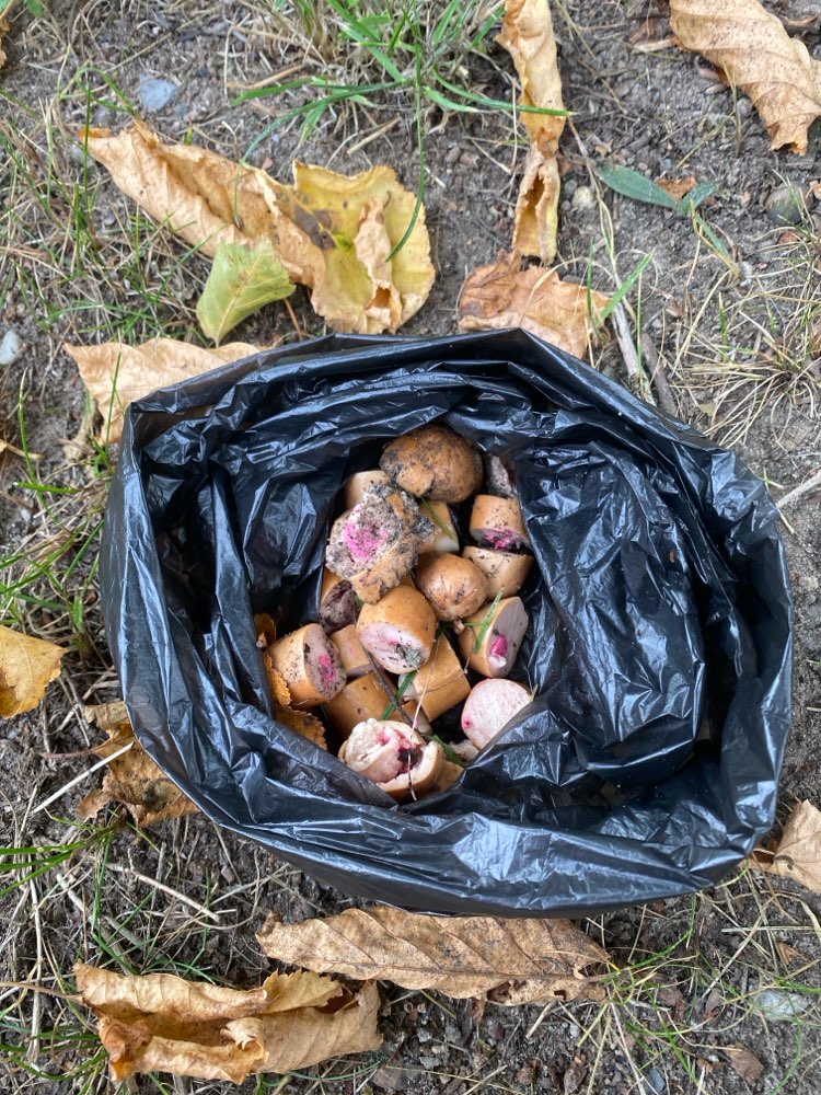 Giftköder-Giftköder-Profilbild