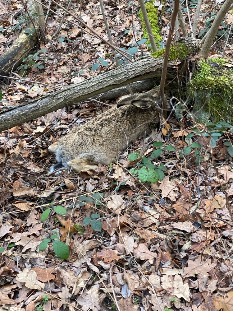 Giftköder-Toter Hase-Profilbild