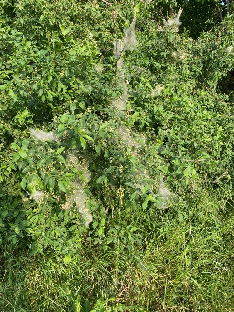 Giftköder-Prozessionsspinner-Profilbild