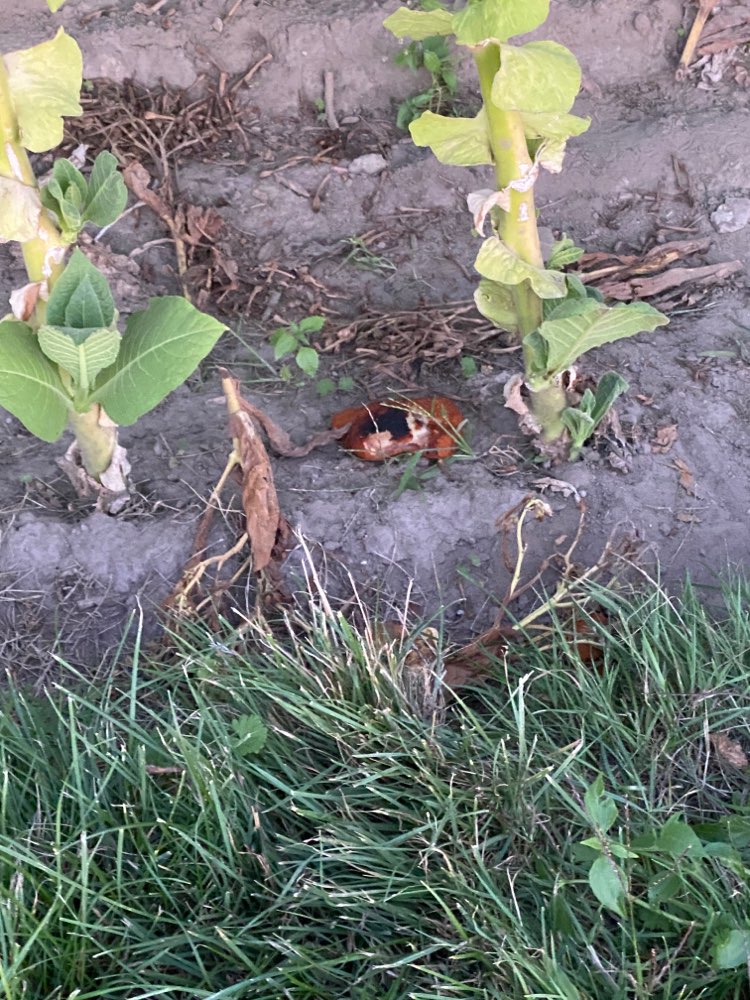 Giftköder-Fleischstücke-Profilbild