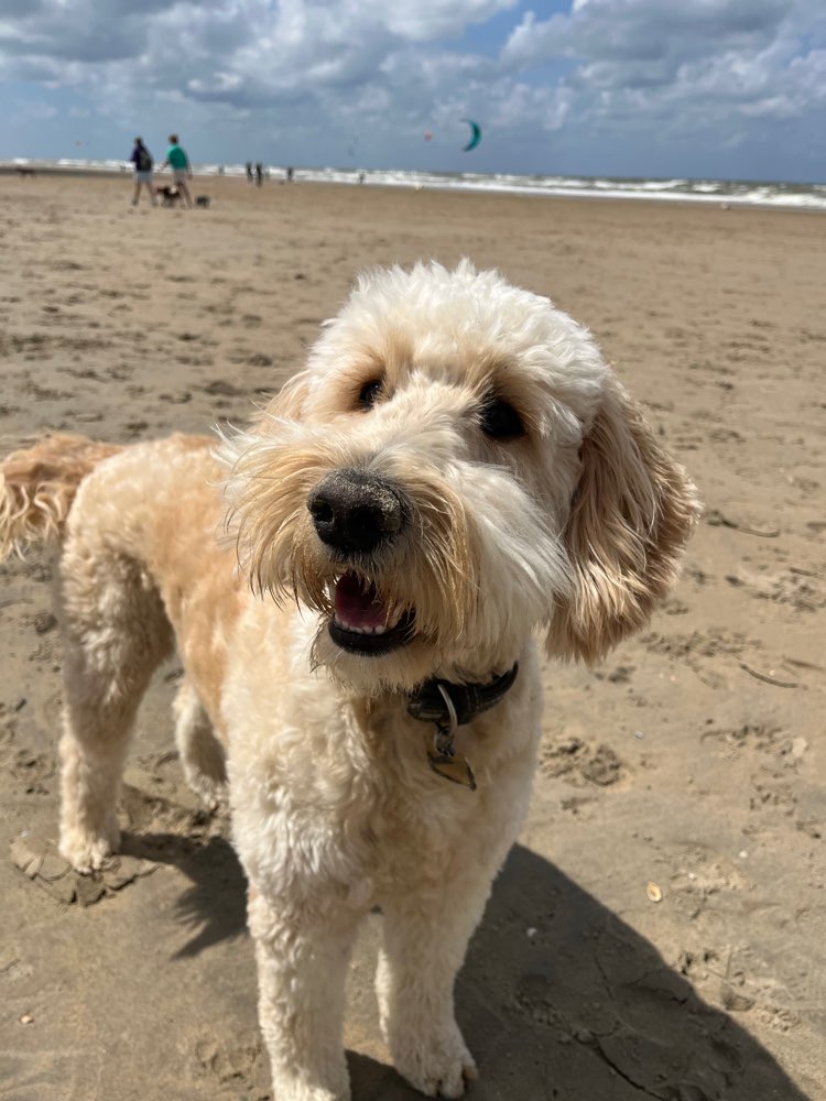 Hundetreffen-Doodle-Gang gesucht! 🐾-Profilbild