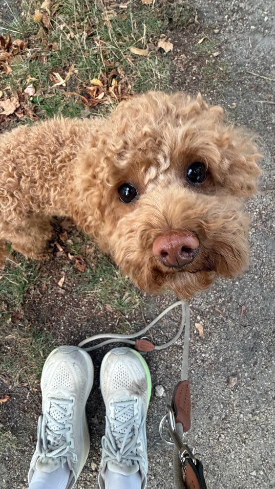 Hundetreffen-kleine Zwergpudeldame sucht play buddy!:)-Profilbild