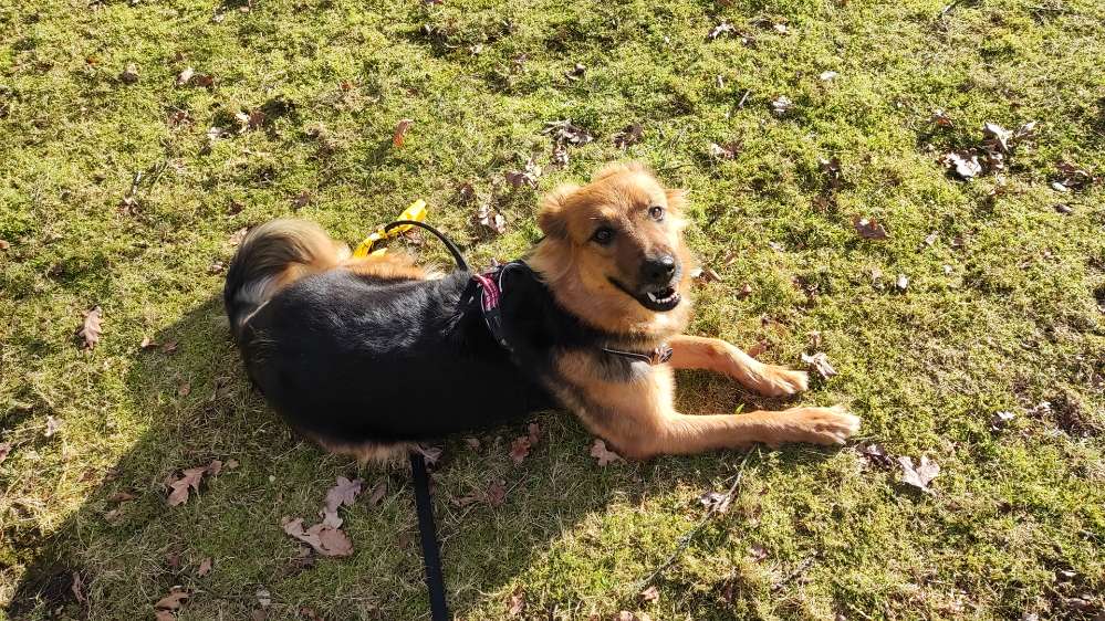 Hundetreffen-Social Walks-Profilbild