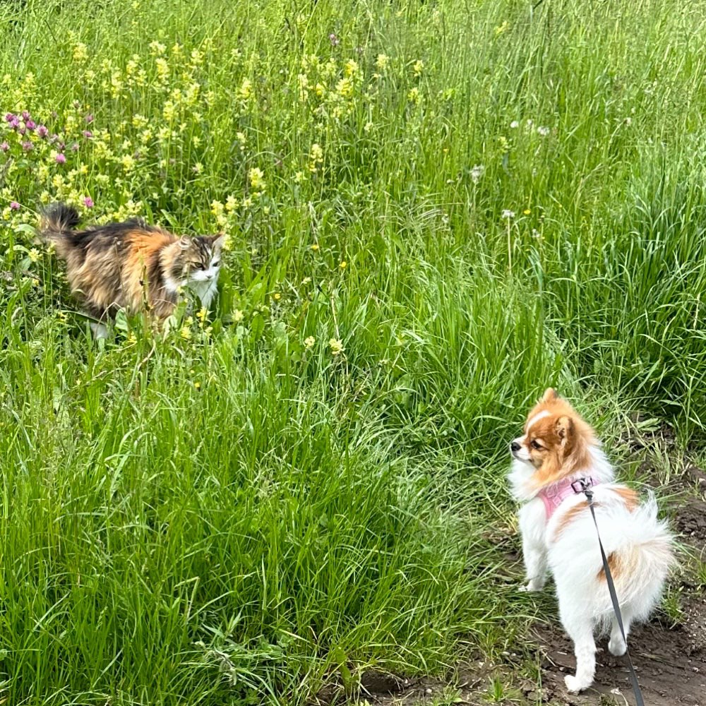 Hundetreffen-Wir sind offen für Treffen zum spielen, gassigehen 🐶-Profilbild