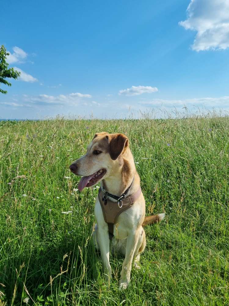 Hundetreffen-Gassi- und Spielgefährten gesucht-Profilbild
