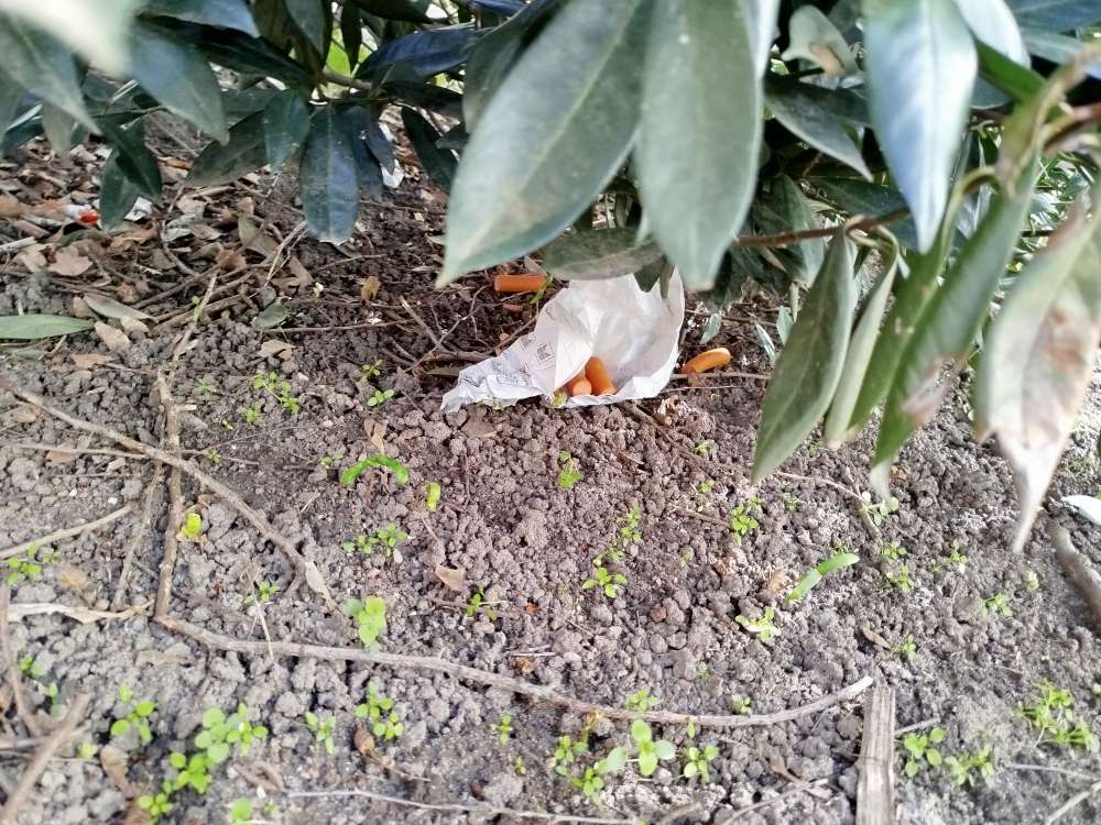 Giftköder-Wurststücke im Busch-Profilbild