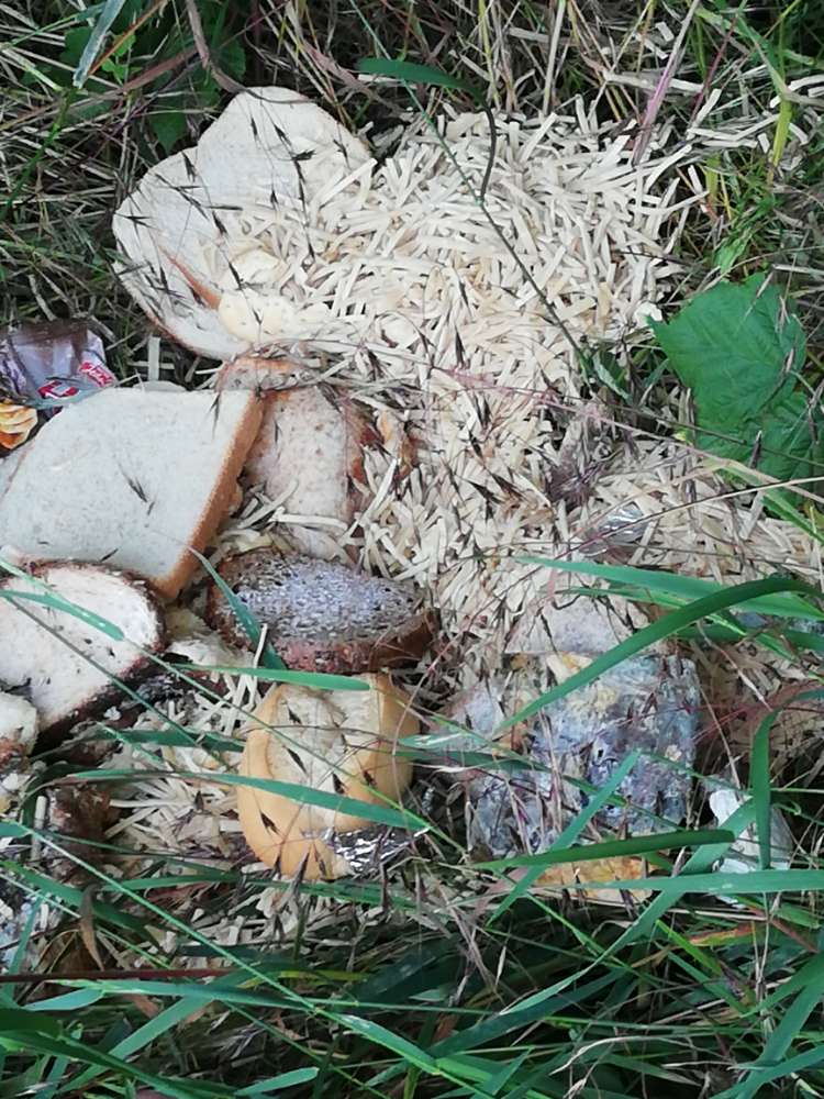 Giftköder-Esssnreste-Profilbild