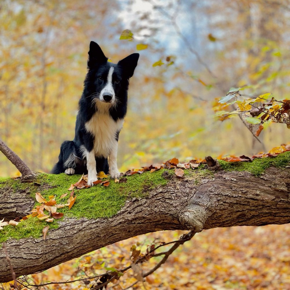 Hundetreffen-Occy sucht Freunde-Profilbild