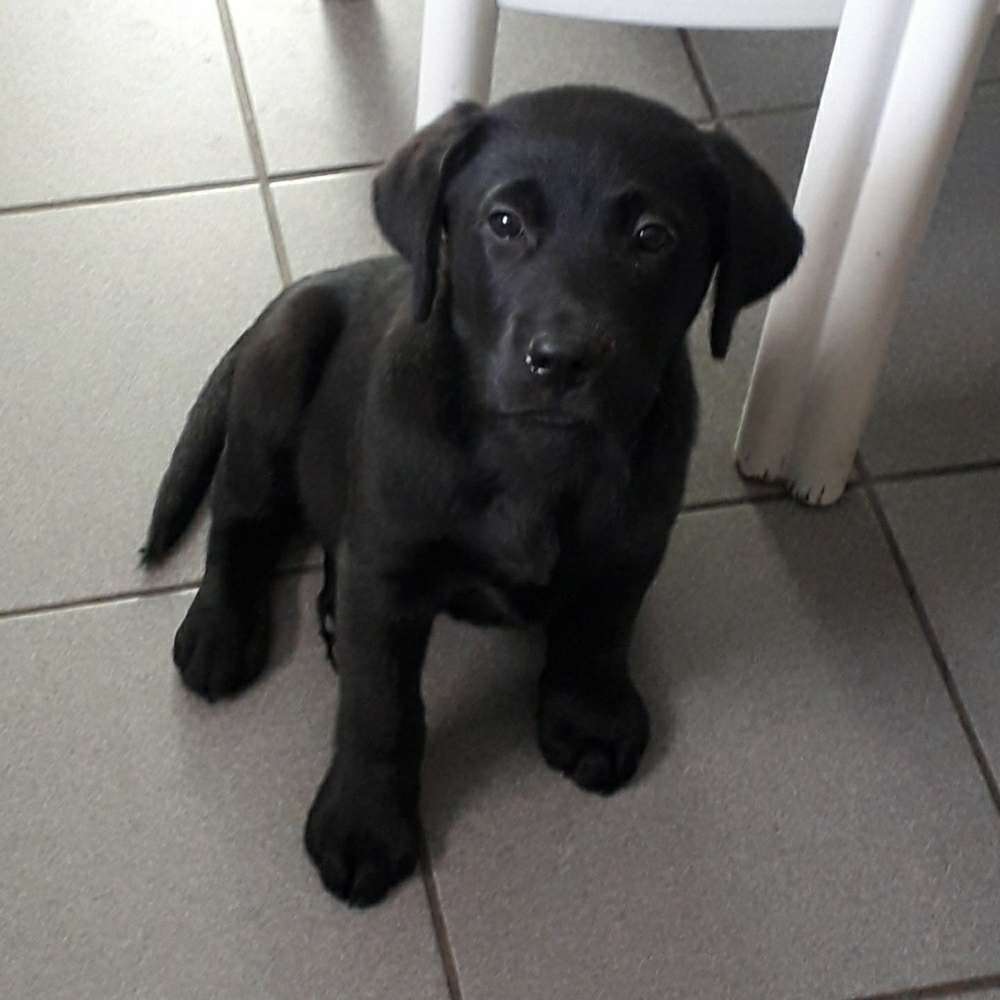 Hundetreffen-Welpentreffen am Constantin Herne-Profilbild