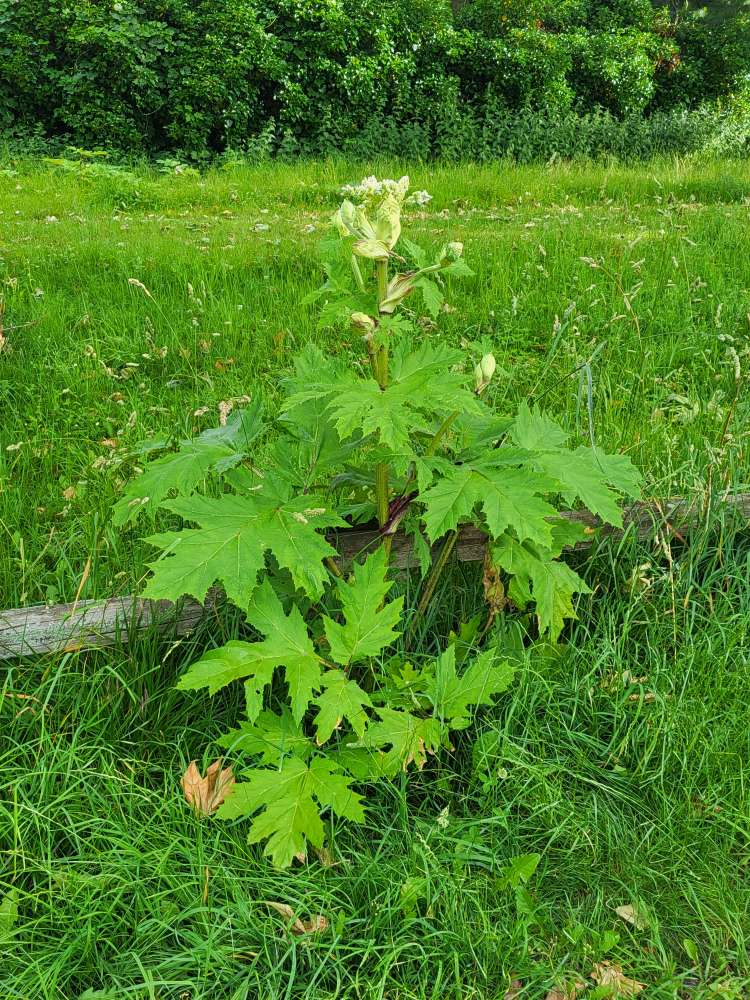 Giftköder-Riesenbärenklau-Profilbild