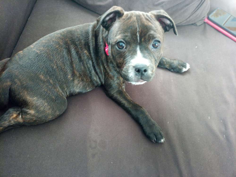 Hundetreffen-Kennenlernen und spazieren gehen-Profilbild