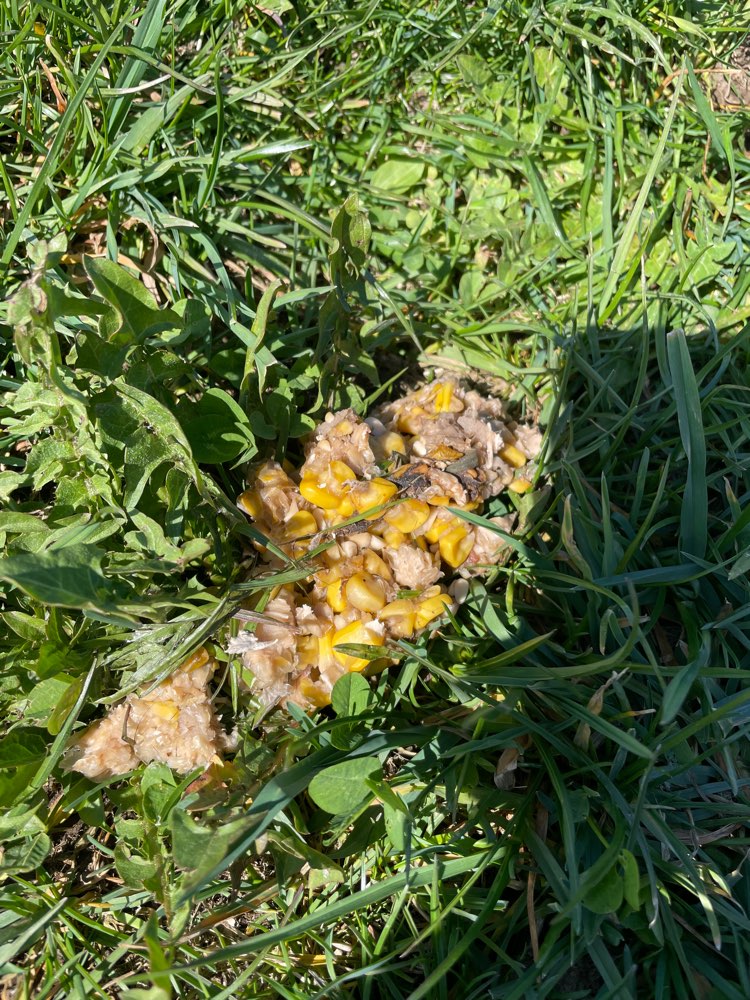 Giftköder-Giftköder Fliegerhorst-Profilbild