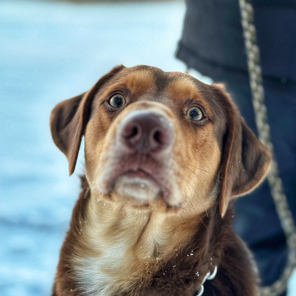 Hundetreffen-Social Walks (keine Spieltreffen)-Profilbild