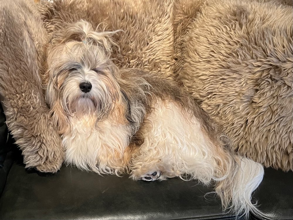 Hundetreffen-Spielgefährten gesucht/ kleine Hunde-Profilbild