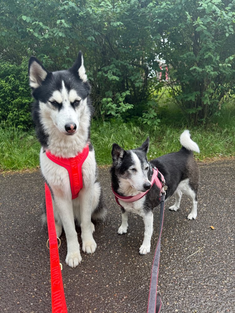 Hundetreffen-Spielpartner und Gassirunden für meine Husky Hündin-Profilbild
