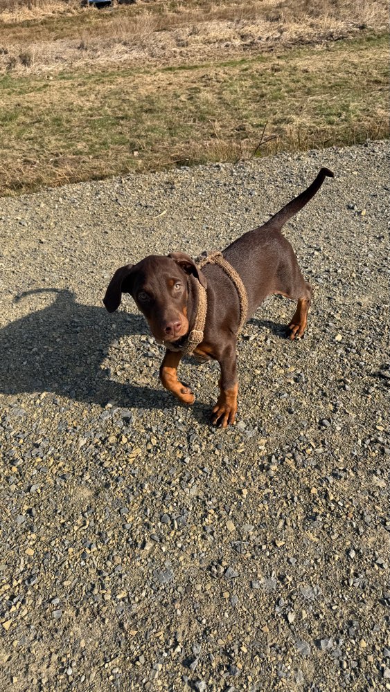 Hundetreffen-Welpentreff-Profilbild