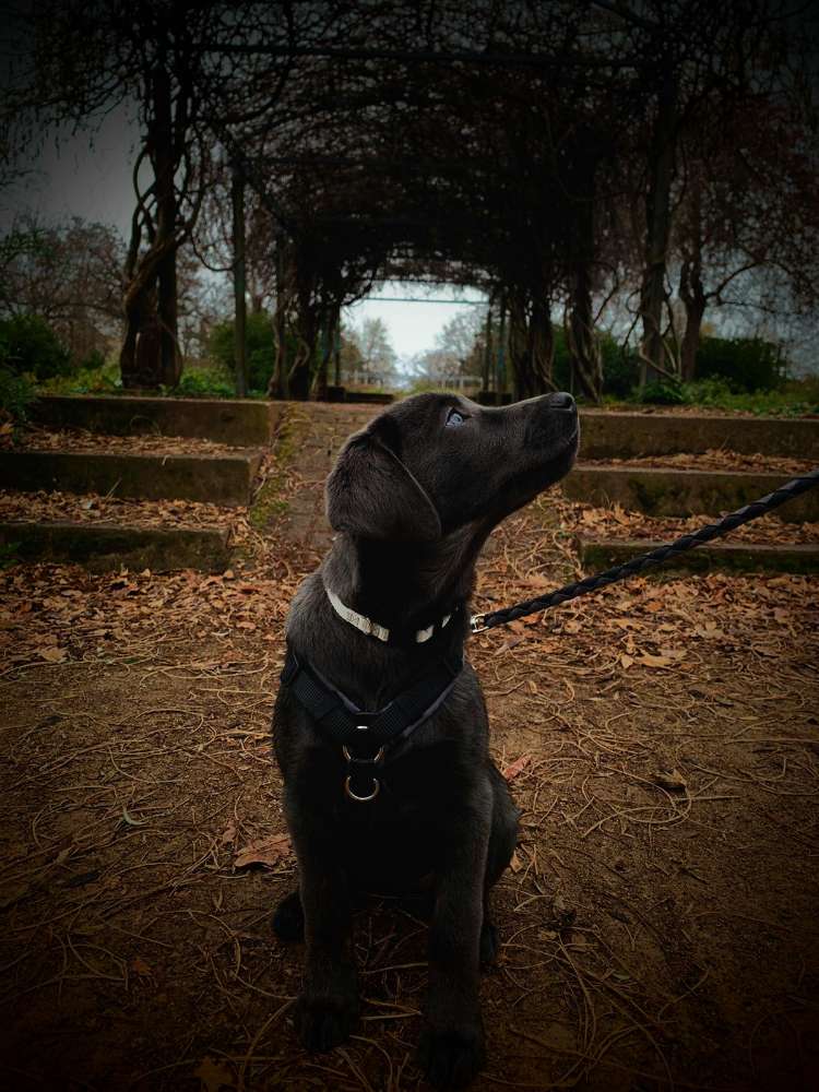 Hundetreffen-Hundesitter-Profilbild