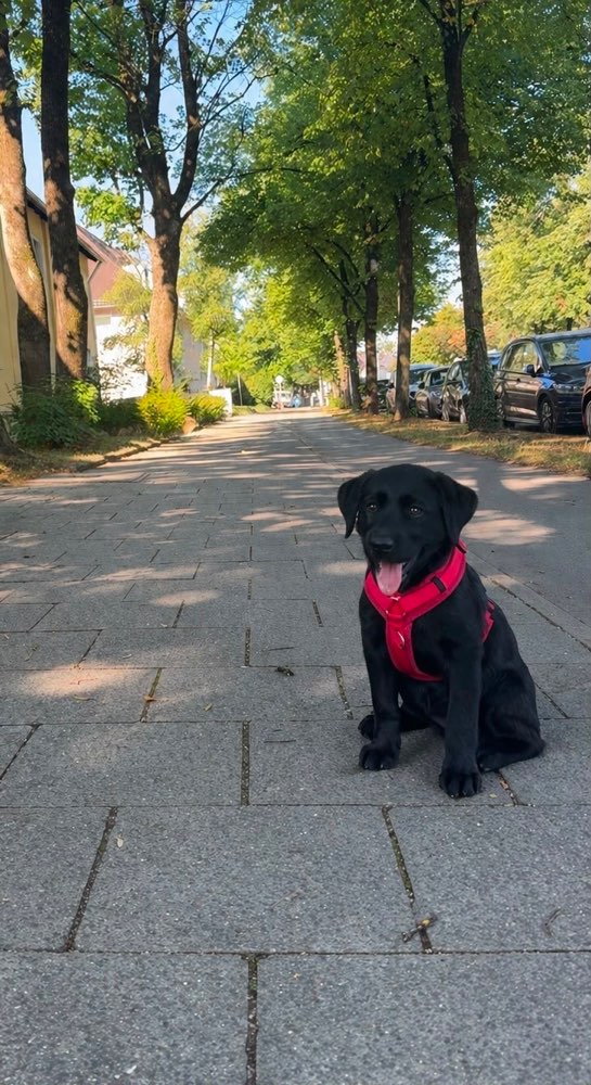 Hundetreffen-Welpentreffen-Profilbild
