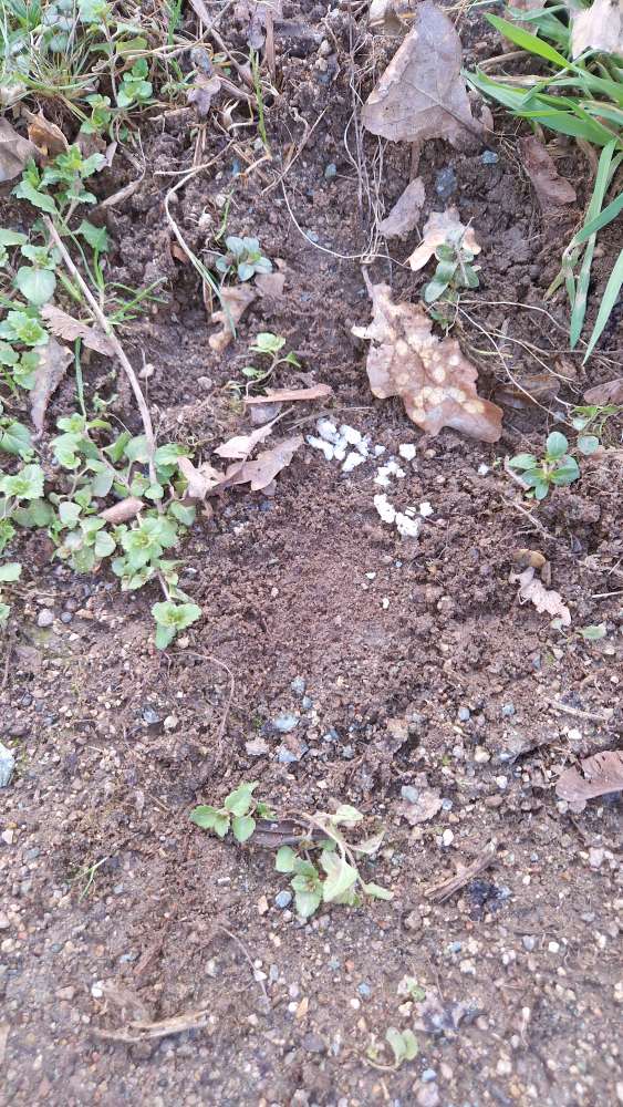 Giftköder-Unerklärliche Substanz im Südpark-Profilbild