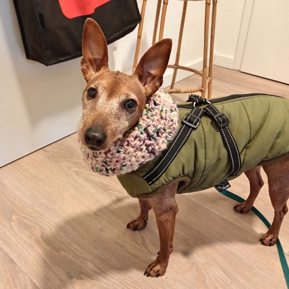 Hundetreffen-Looking for a friend for Trudy!-Profilbild