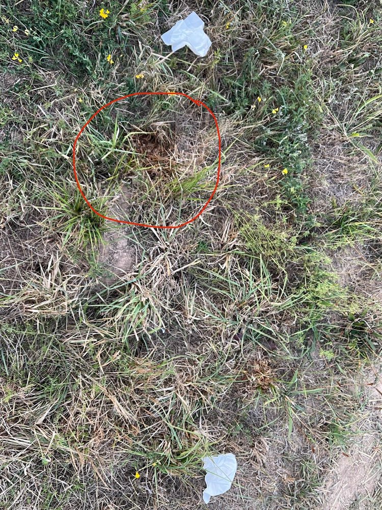 Giftköder-Wahrscheinlich Giftköder-Profilbild