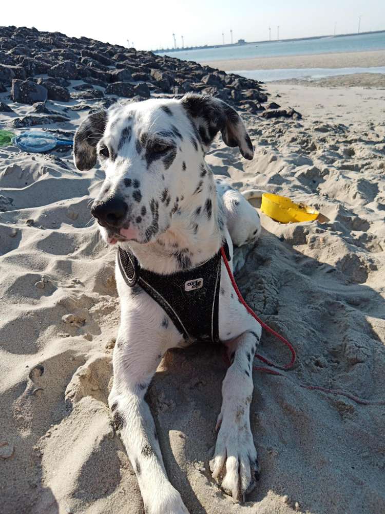 Hundetreffen-Social walk - Hundebegegnungen üben-Profilbild