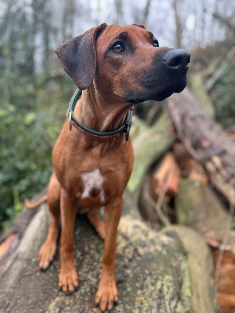 Hundetreffen-Rhodesian Ridgeback Hündin-Profilbild